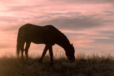 Utah çölünde gün batımında vahşi bir at silueti.