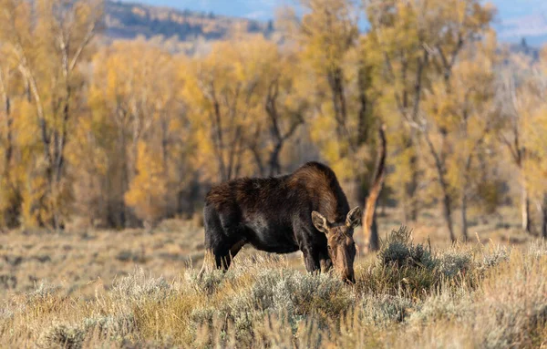 Alce Shiras Della Mucca Nell Autunno Wyoming — Foto Stock