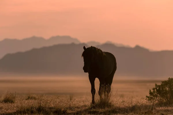 Wild Horse Silhouetted Sunset Utah Desert — Stock Photo, Image