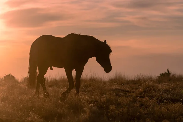 Caballo Salvaje Silueta Atardecer Desierto Utah — Foto de Stock