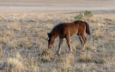 Utah Çölü 'nde tatlı bir at yavrusu.
