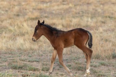 Utah Çölü 'nde tatlı bir at yavrusu.