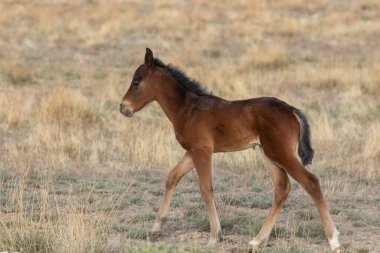Utah Çölü 'nde tatlı bir at yavrusu.