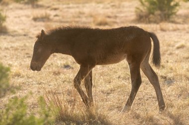 Utah Çölü 'nde tatlı bir at yavrusu.