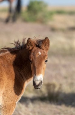 Utah Çölü 'nde tatlı bir at yavrusu.