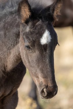 Utah Çölü 'nde tatlı bir at yavrusu.
