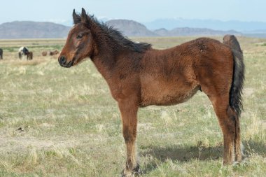 Utah Çölü 'nde tatlı bir at yavrusu.