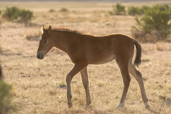 Cute Wild Horse Foal Spring Int Utah Desert — Stock Photo, Image