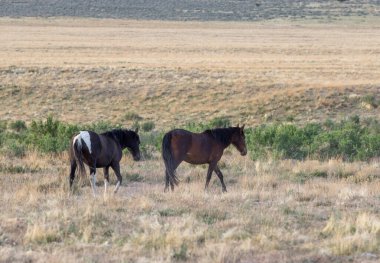 Utah çölünde ilkbaharda vahşi atlar