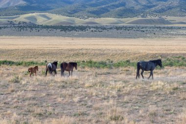 Utah çölünde ilkbaharda vahşi atlar