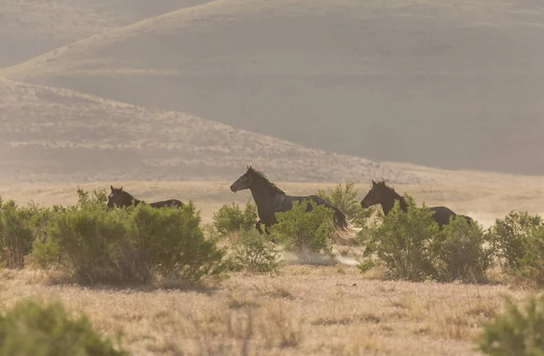 사막의 야생마 — 스톡 사진