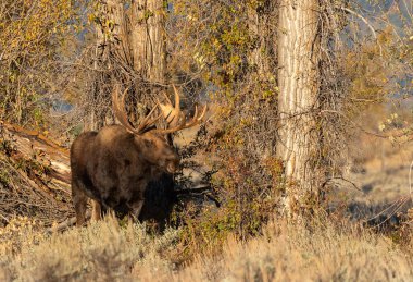 Wyoming 'deki sonbahar monotonluğu sırasında bir boğa shiras geyiği