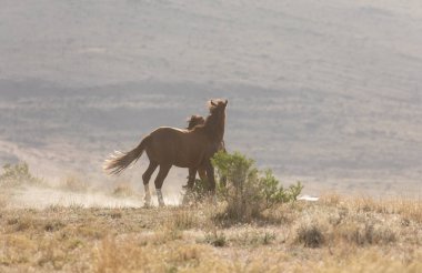 Baharda Utah çölünde savaşan bir çift vahşi at.