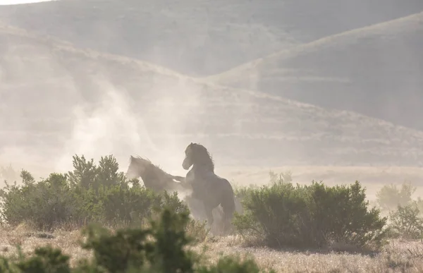 Par Sementales Caballos Salvajes Luchando Primavera Desierto Utah — Foto de Stock