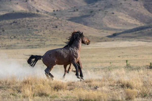 Pair Wild Horse Stallions Fighting Spring Utah Desert — Stock Photo, Image