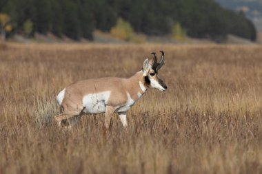 Wyoming 'de sonbaharda bir antilop gübresi.