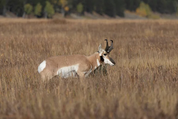 Pronghorn Antilope Buck Wyoming Autunno — Foto Stock