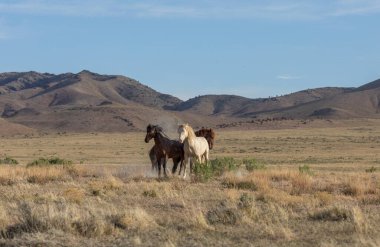 Utah çölünde ilkbaharda vahşi atlar