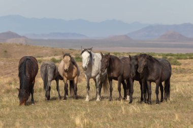 Utah çölünde ilkbaharda vahşi atlar