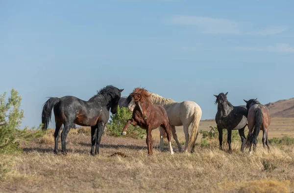 Wild Horses Spring Utah Desert — Stock Photo, Image