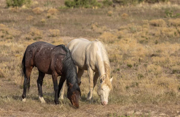 Wild Horses Spring Utah Desert — Stock Photo, Image