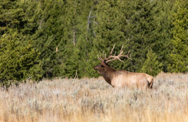 Łoś Byk Podczas Rutyny Jesienią Wyoming — Zdjęcie stockowe