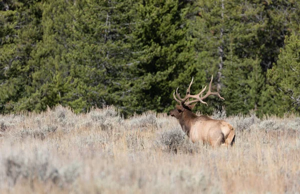 Łoś Byk Podczas Rutyny Jesienią Wyoming — Zdjęcie stockowe