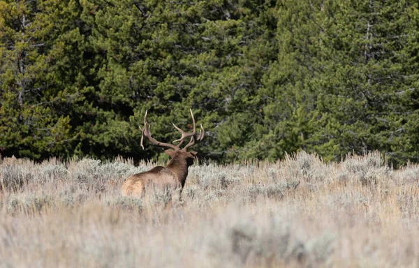 Bull Elk Rut Fall Wyoming — Stock Photo, Image