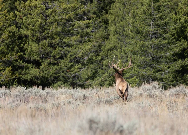 Alce Toro Durante Carreggiata Autunno Nel Wyoming — Foto Stock