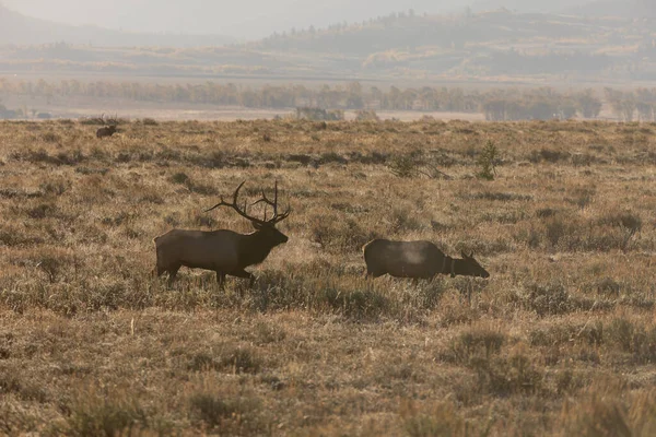 Pequeno Grupo Alces Wyoming Outono — Fotografia de Stock