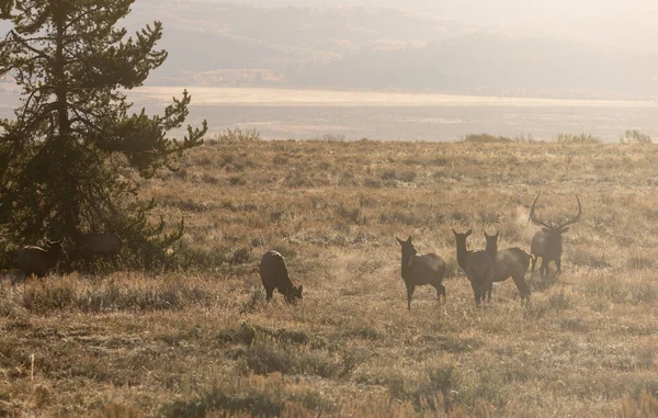 Petit Groupe Wapitis Rut Dans Wyoming Automne — Photo