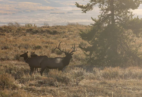 Small Group Elk Rutting Wyoming Autumn — Stock Photo, Image