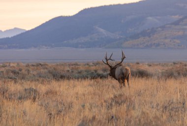 Wyoming 'deki sonbahar monotonluğu sırasında bir boğa geyiği.