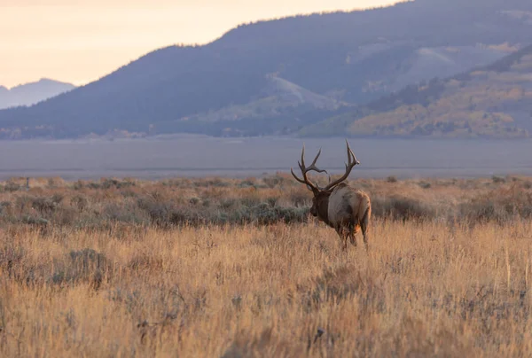 Alce Toro Durante Carreggiata Caduta Wyoming — Foto Stock