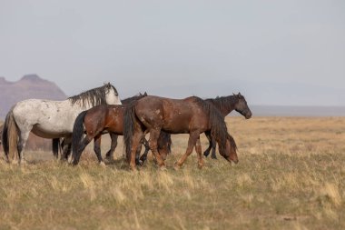 Utah çölünde ilkbaharda vahşi atlar