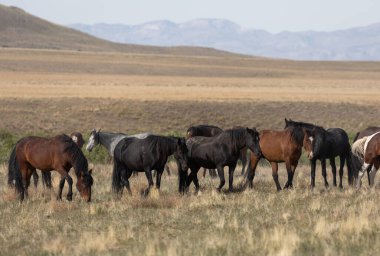 Utah çölünde ilkbaharda vahşi atlar