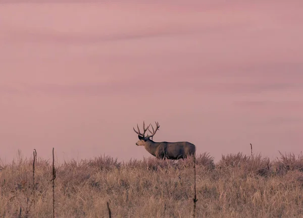 Mule Deer Buck Sunset Colorado Fall Rut — Stock Photo, Image