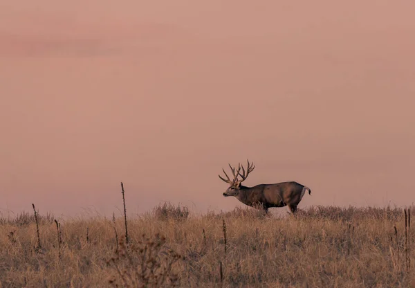 Cerf Mulet Mâle Coucher Soleil Dans Colorado Pendant Ornière Automne — Photo