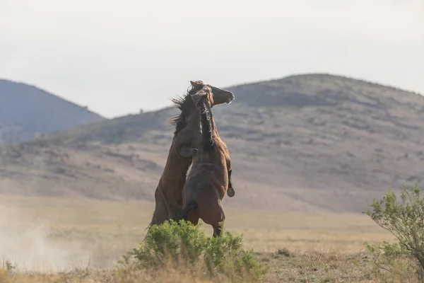 Pair Wild Horse Stallions Fighting Utah Desert Spring — Stock Photo, Image