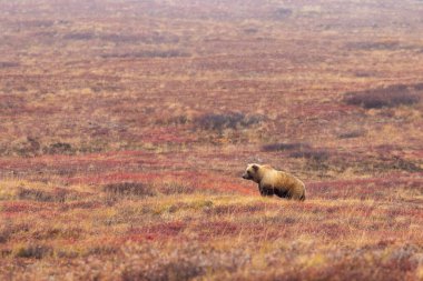 Sonbaharda Denali Ulusal Parkı 'nda bir boz ayı.