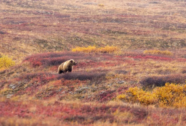 Grizzlybjörn Denali Nationalpark Alaska Hösten — Stockfoto