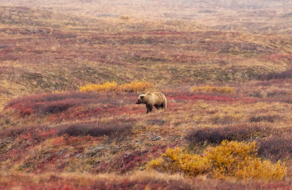 Niedźwiedź Grizzly Denali National Park Alaska Jesienią — Zdjęcie stockowe