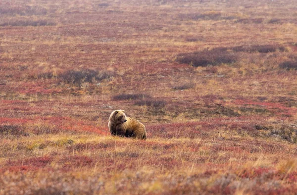 Sonbaharda Denali Ulusal Parkı Nda Bir Boz Ayı — Stok fotoğraf