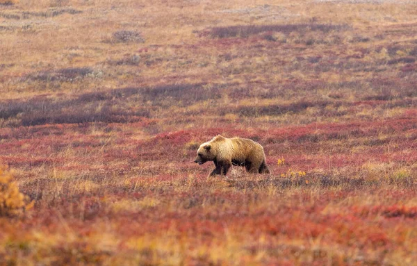 Oso Pardo Parque Nacional Denali Alaska Otoño —  Fotos de Stock
