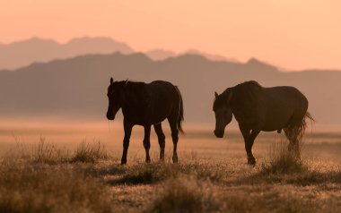 Utah çölünde gün batımında vahşi atlar silueti oluşturuldu.