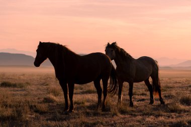 Utah çölünde gün batımında vahşi atlar silueti oluşturuldu.