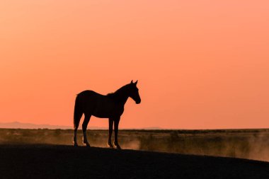 Utah çölünde gün batımında vahşi bir at silueti.