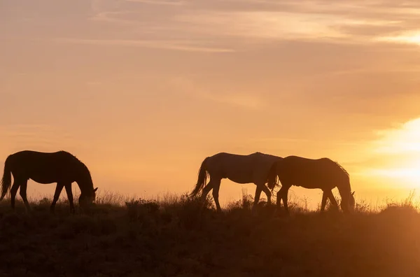 Divoké Koně Rýsovali Při Západu Slunce Poušti Utah — Stock fotografie