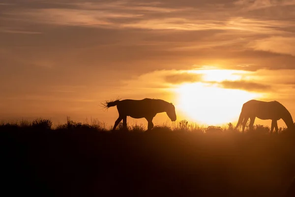 Wildpferde Bei Sonnenuntergang Der Wüste Von Utah — Stockfoto