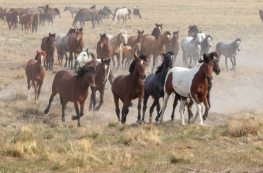 Utah çölünde vahşi bir at sürüsü.